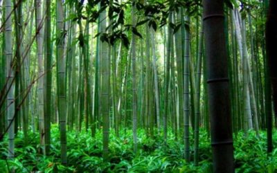 El bambú y el helecho: la fábula que explica que el esfuerzo tiene resultados