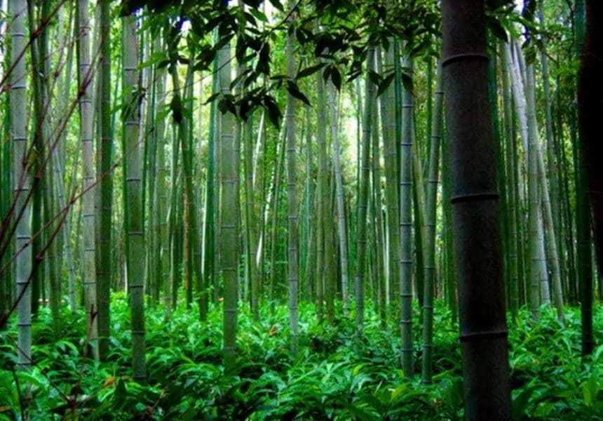 helecho y bambu